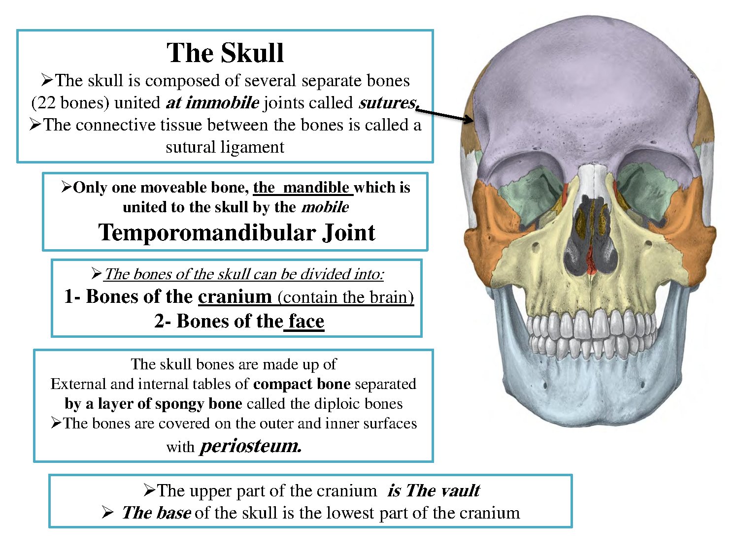 Anatomy and Structure of the Human Skull