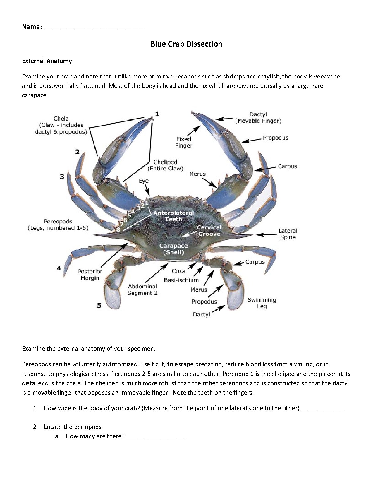 Blue Crab Dissection Guide for Biology Students