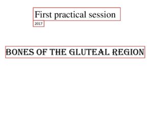 Bones of the Gluteal Region Practical Session 2017