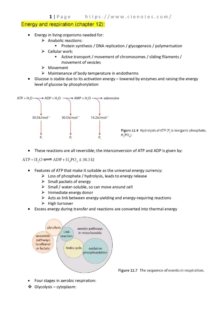 Energy and Respiration for A Level Biology Students