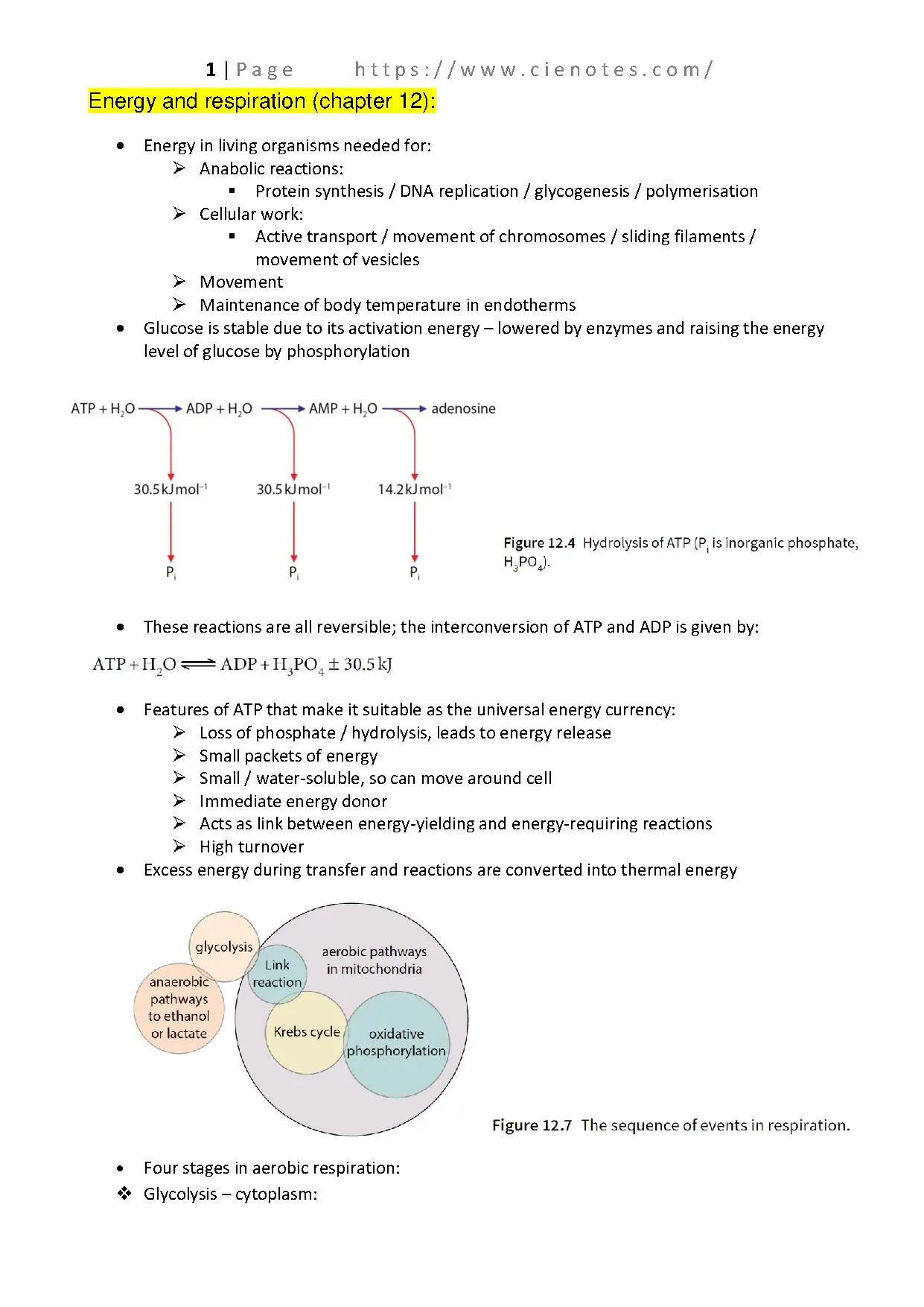 Energy and Respiration for A Level Biology Students