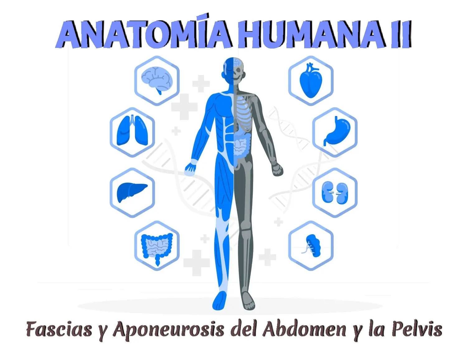Fascias y Aponeurosis del Abdomen y la Pelvis