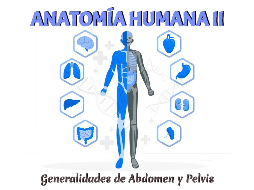 Generalidades de Abdomen y Pelvis