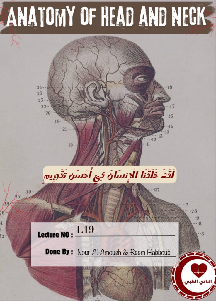 Head and Neck Anatomy Lecture 19 Larynx Notes