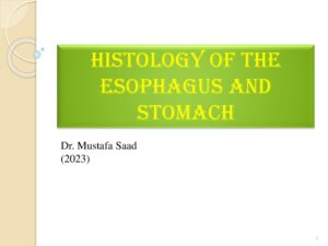 Histology of the Esophagus and Stomach Dr. Mustafa Saad