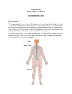 Nervous System Overview for Grade 6 Science