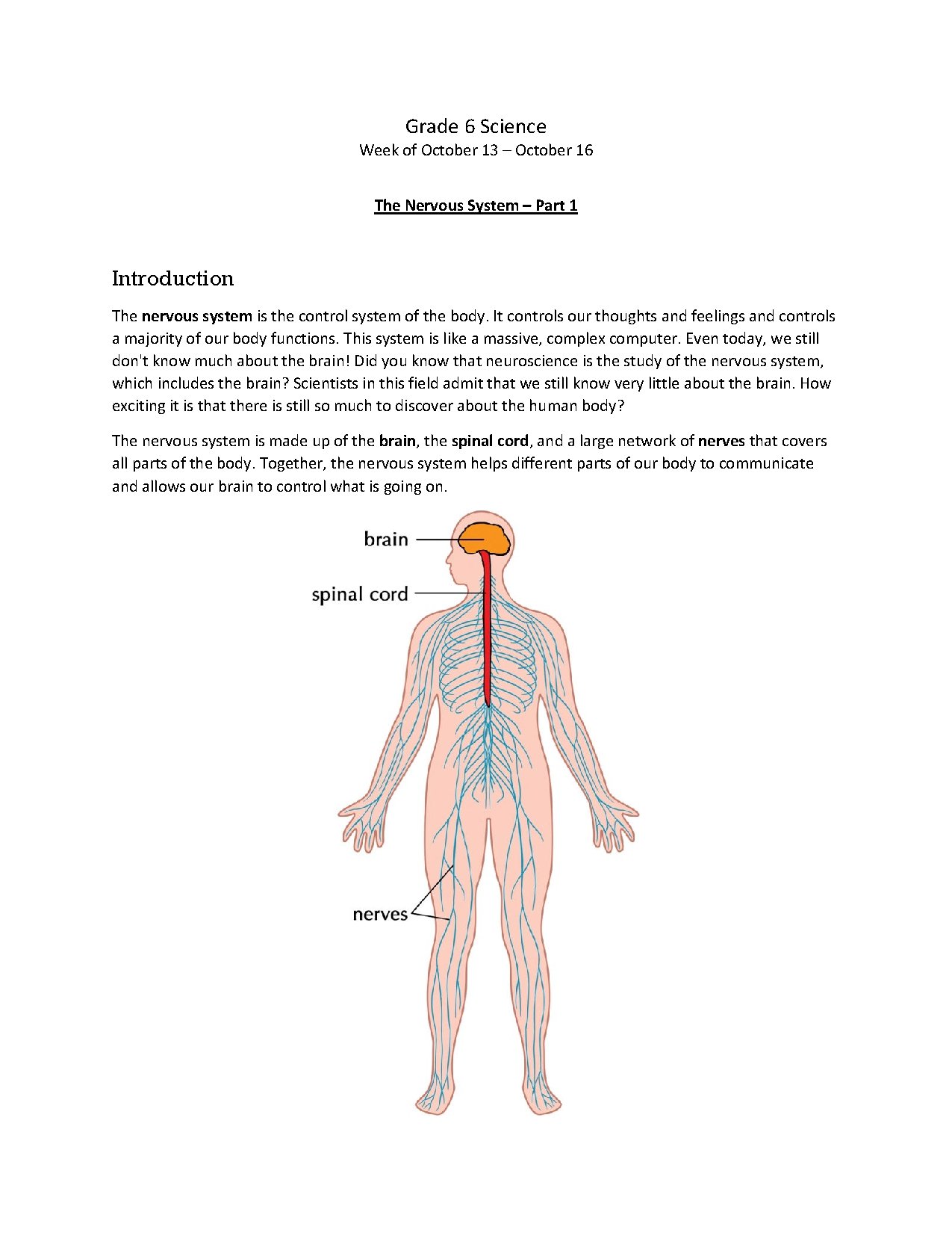 Nervous System Overview for Grade 6 Science