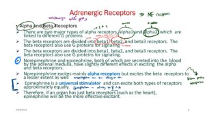Physiology Lecture Notes on Adrenergic Receptors