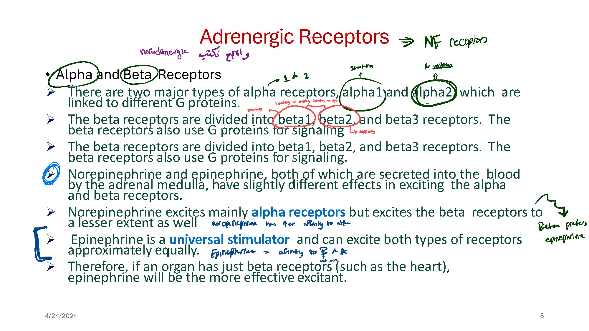 Physiology Lecture Notes on Adrenergic Receptors