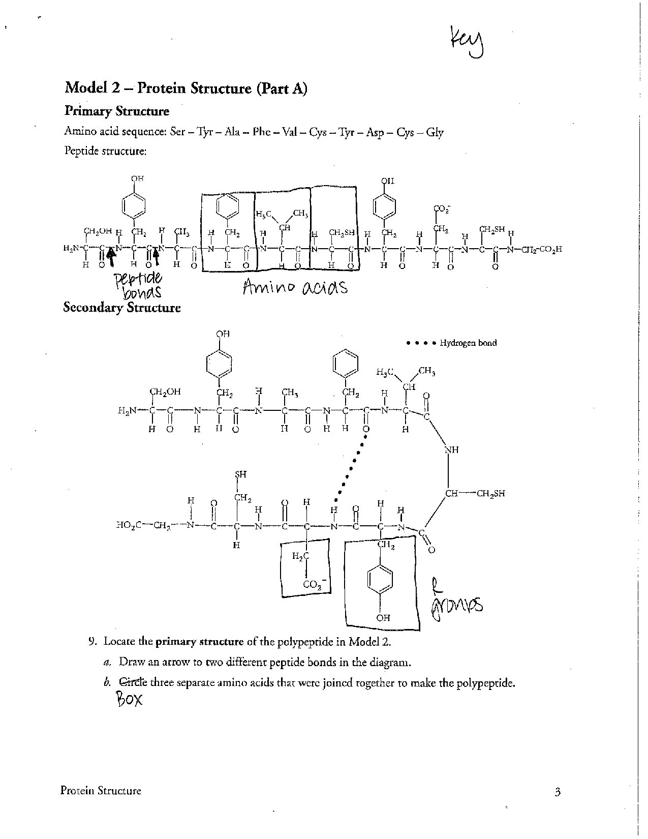 Protein Structure and Function Key for AP Biology