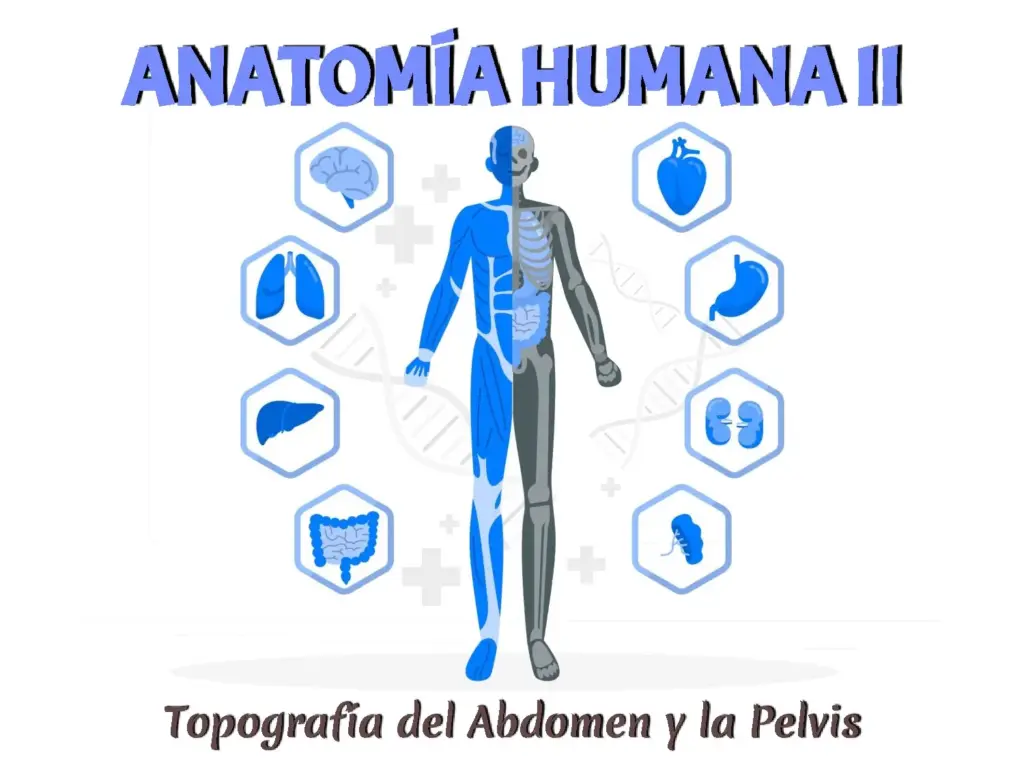 Topografía del Abdomen y la Pelvis