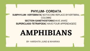 Amphibians Overview and Classification