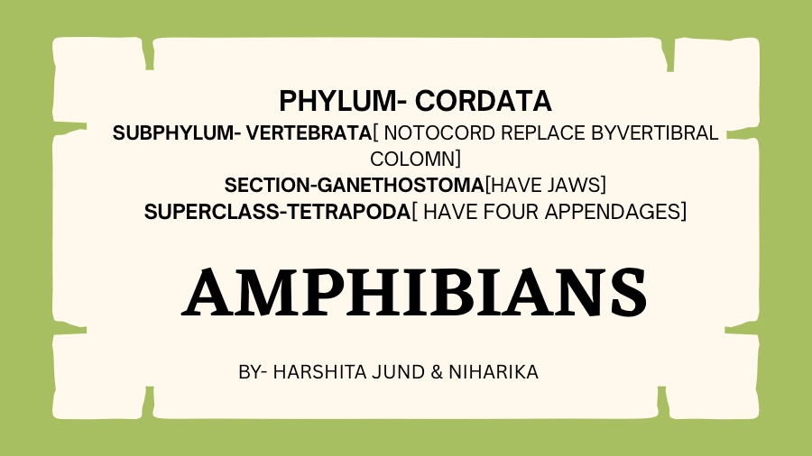 Amphibians Overview and Classification