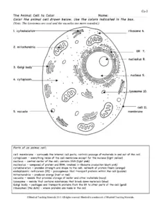 Animal Cell Answer Key