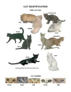 Cat Coat Color Chart: Identification of Cat Colors and Patterns