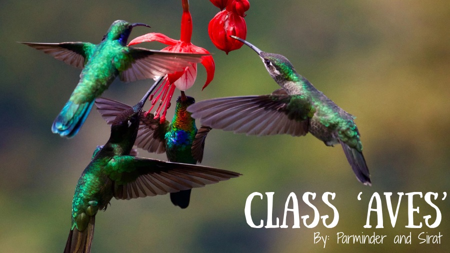 Class Aves: Characteristics, Habitat, and Morphology