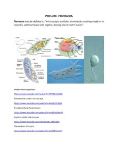 General Characteristics of Phylum Protozoa
