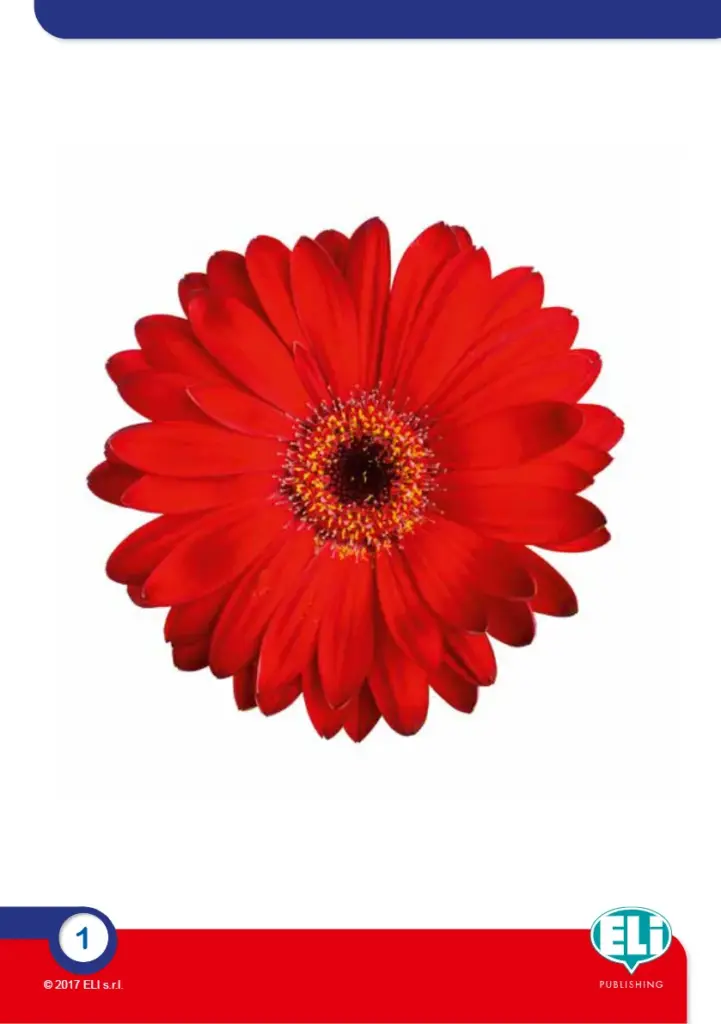 SG 1 Flashcards for Learning Colors
