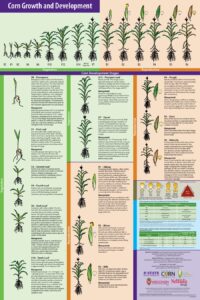 Upload Corn Growth Stages Chart
