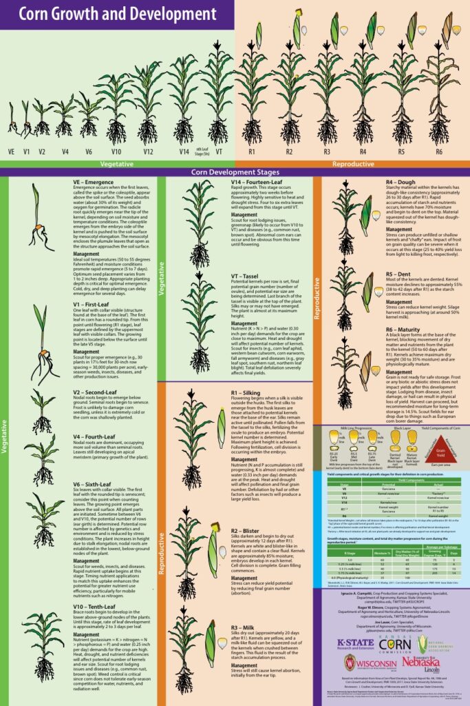 Corn Growth Stages Chart