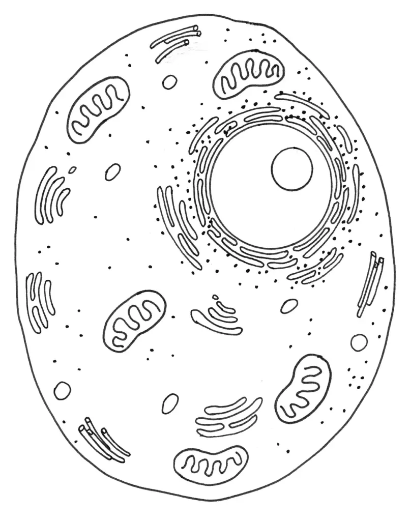 Parts of an animal cell: