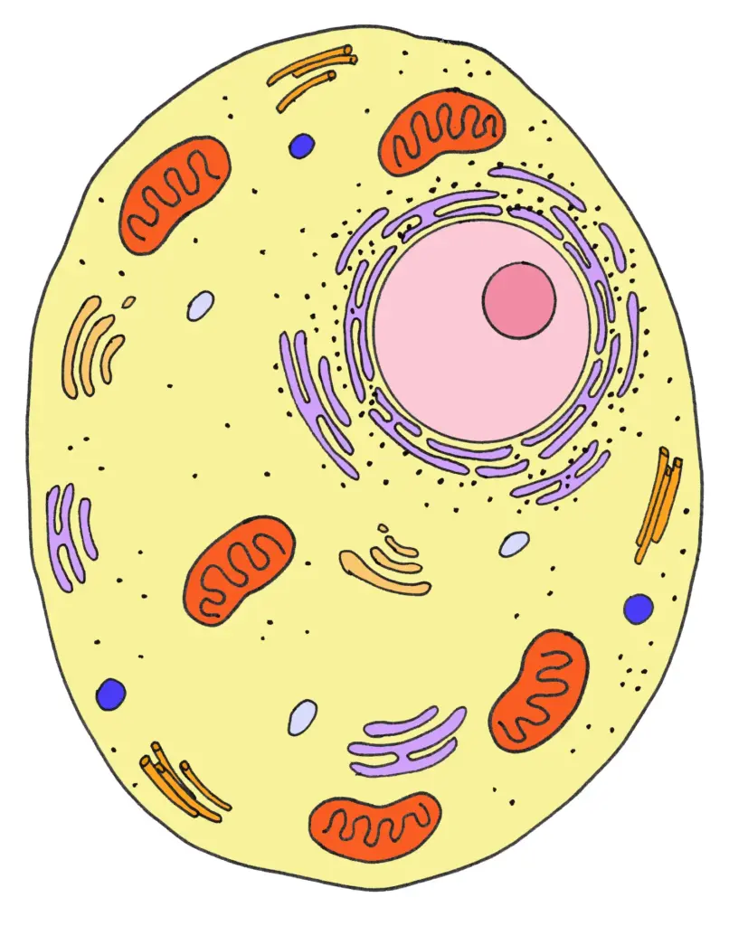 Parts of an animal cell: