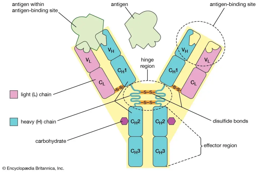 Basic Principles of Blood Banking: Antigens and Antibodies — Figure 1