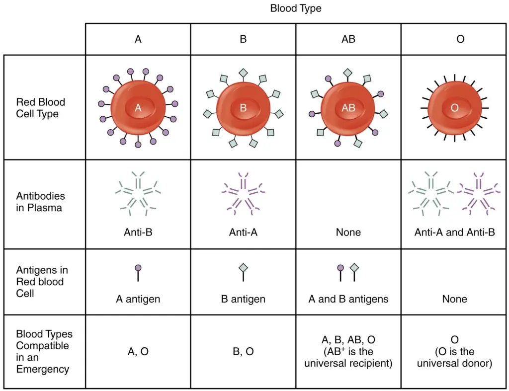 Basic Principles of Blood Banking: Antigens and Antibodies — Figure 3