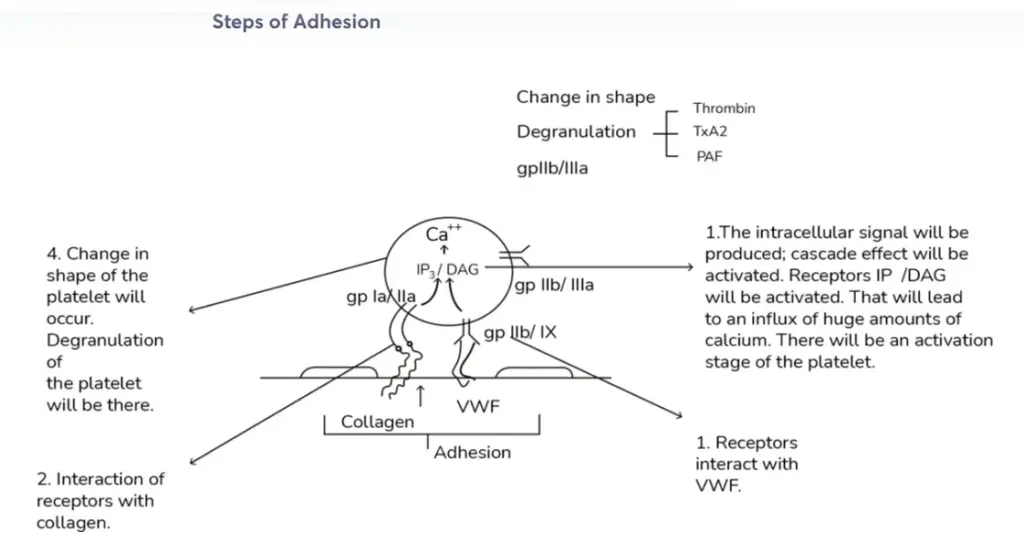 Module 3: Hb, PCV, Coagulation Studies — Figure 14