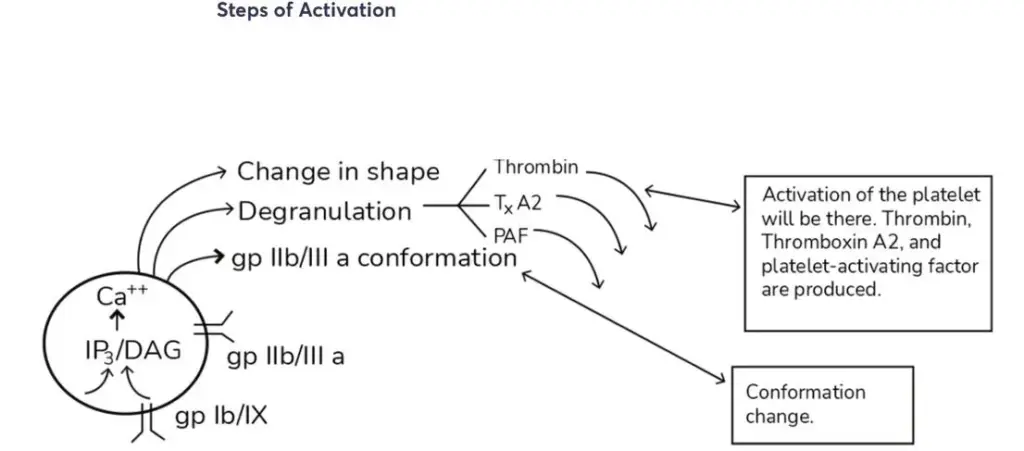 Module 3: Hb, PCV, Coagulation Studies — Figure 15