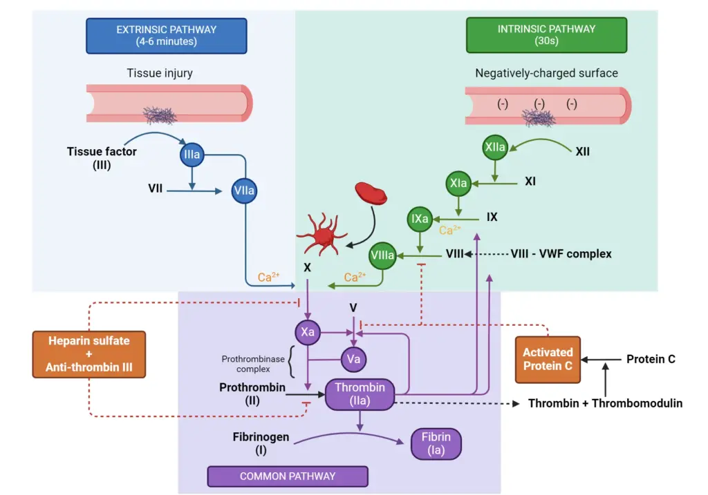 Module 3: Hb, PCV, Coagulation Studies — Secondary Haemostasis