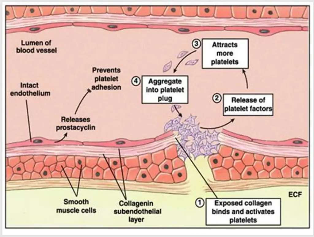 Module 3: Hb, PCV, Coagulation Studies — Figure 21