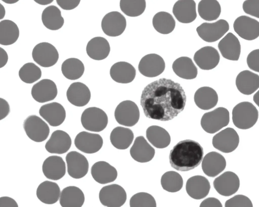 Which row shows the functions of the labelled parts of the blood?