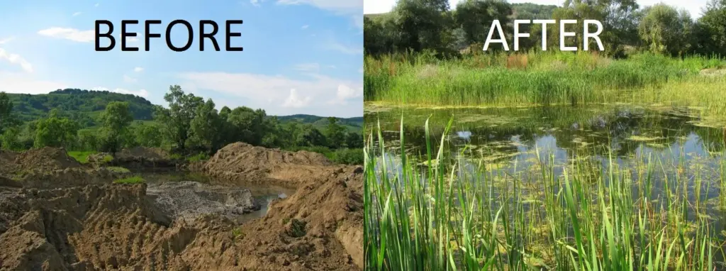 Wetlands