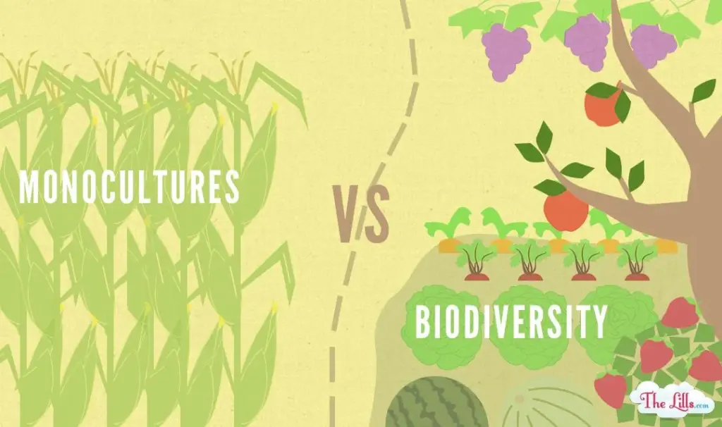 Monoculture