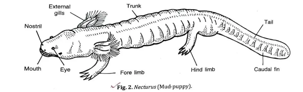 Amphibians Overview and Classification — Figure 5